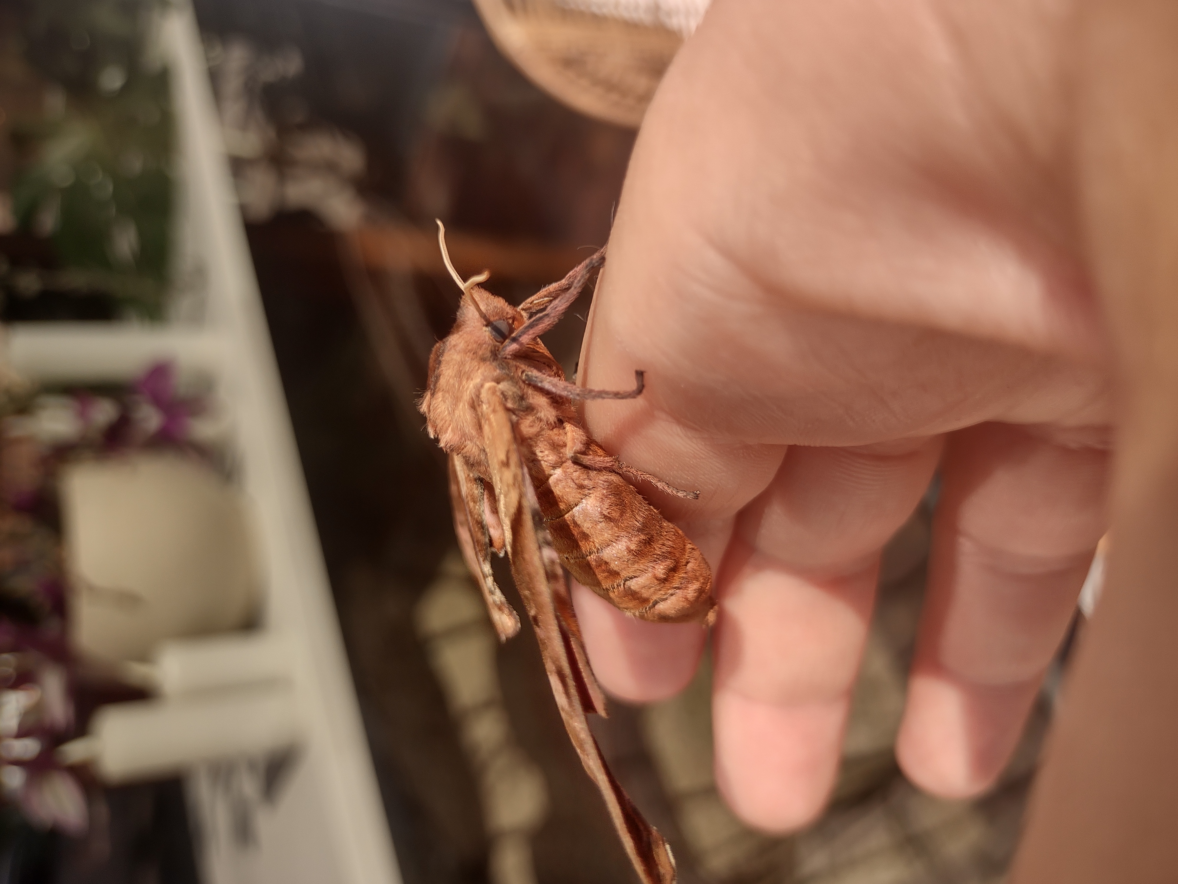 blinded sphinx moth