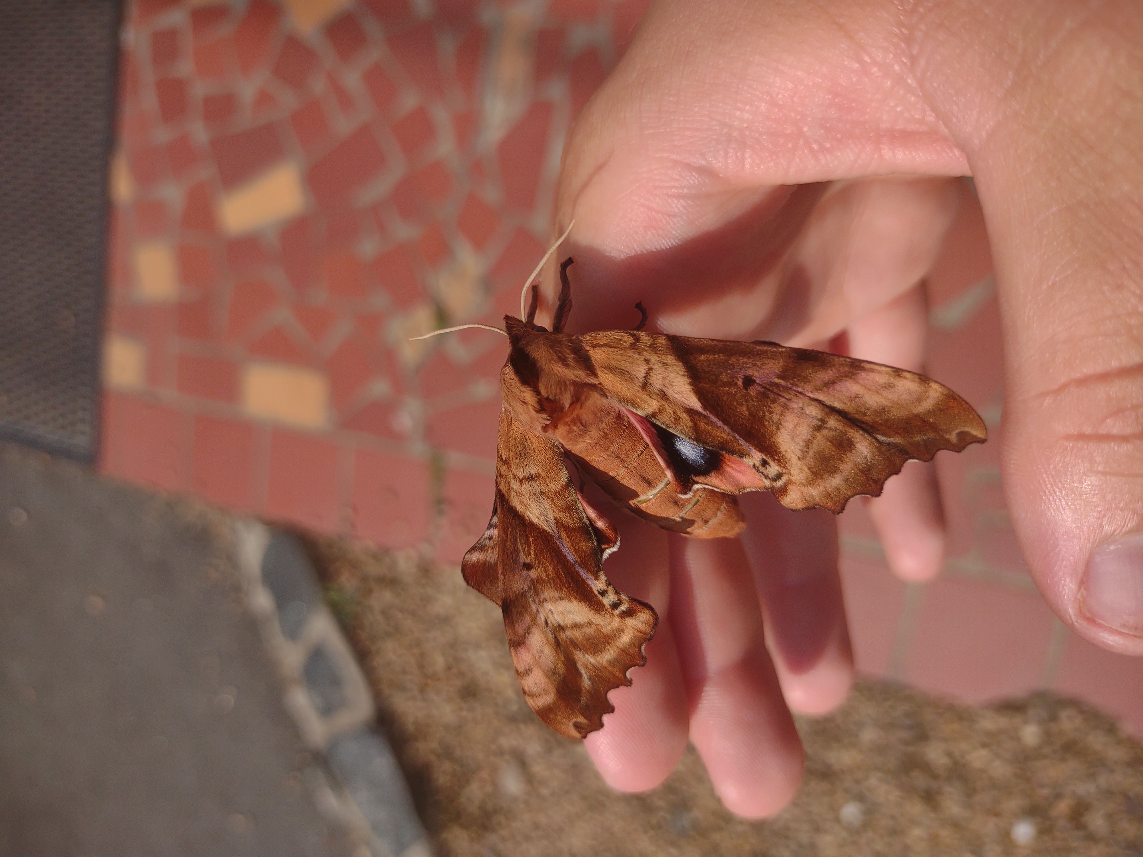 blinded sphinx moth