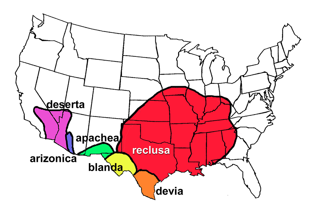 map of the United States showing the range of the Brown Recluse Spider. The range encompasses southeastern Nebraska to southwestern Ohio, south to northwestern Georgia and into Texas.