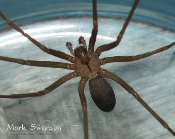 photograph of a medium-brown spider with distinct dark brown markings on its head and thorax that resemble a violin.