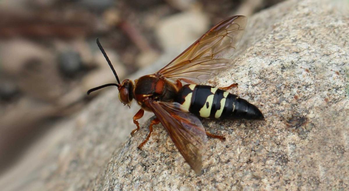 cicada killer