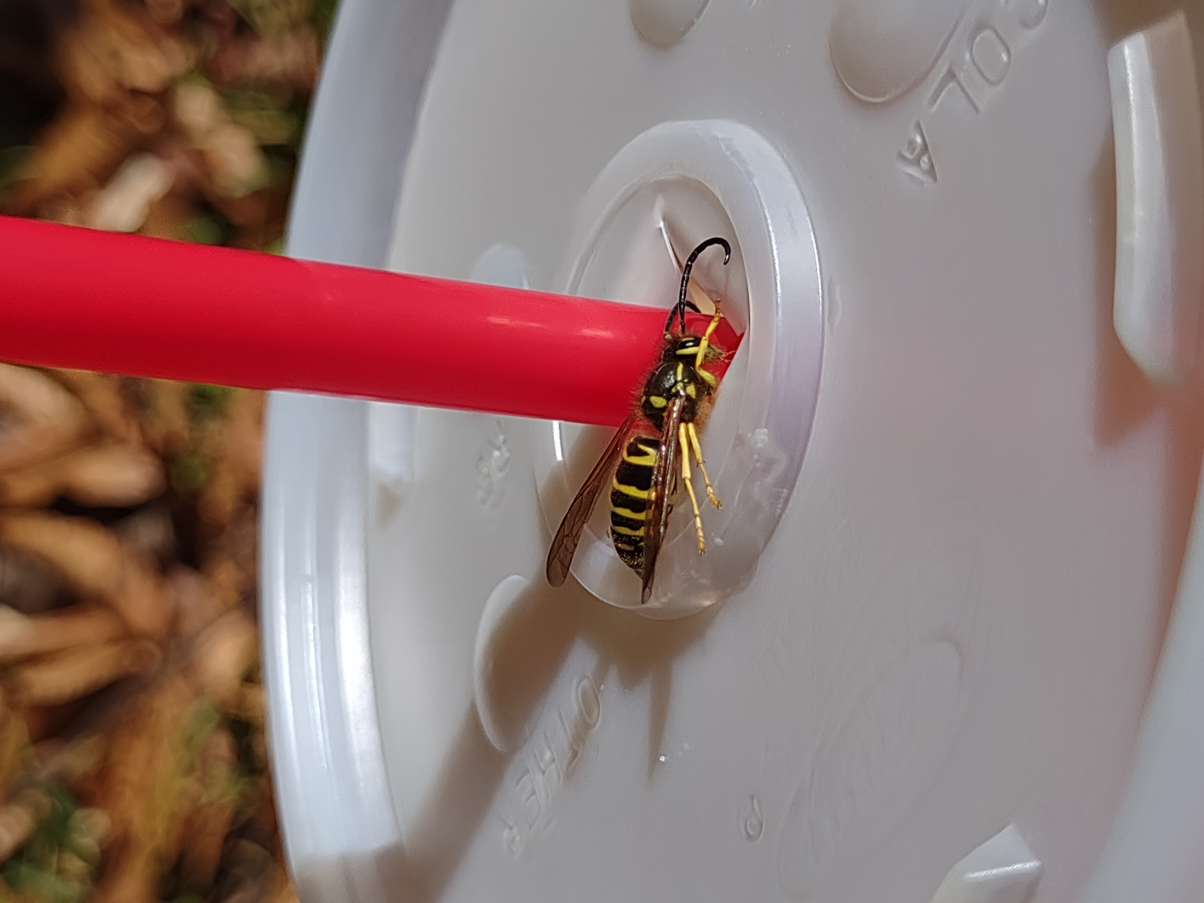 eastern yellow jacket