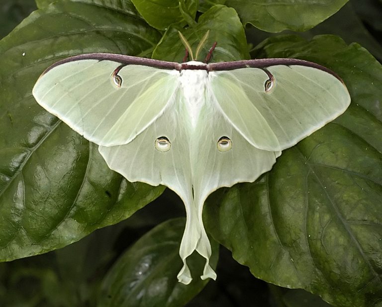 luna moth