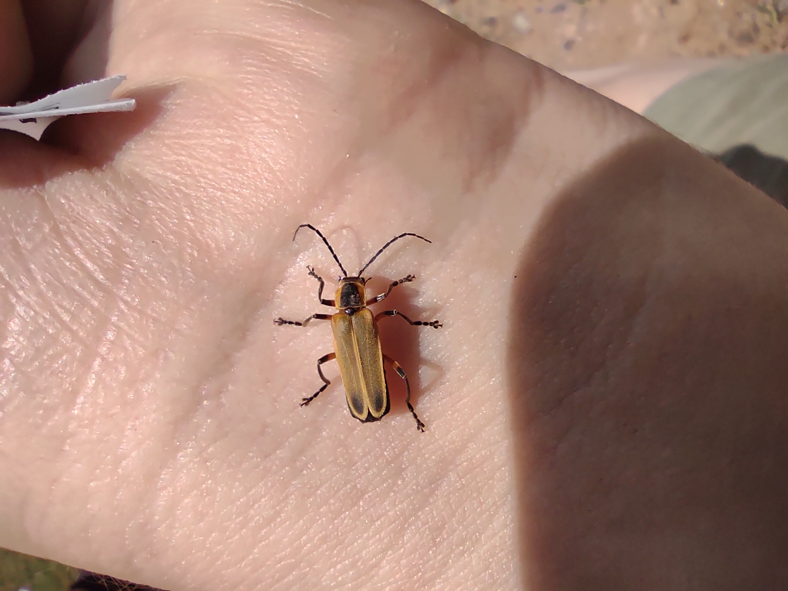 margined leatherwing beetle