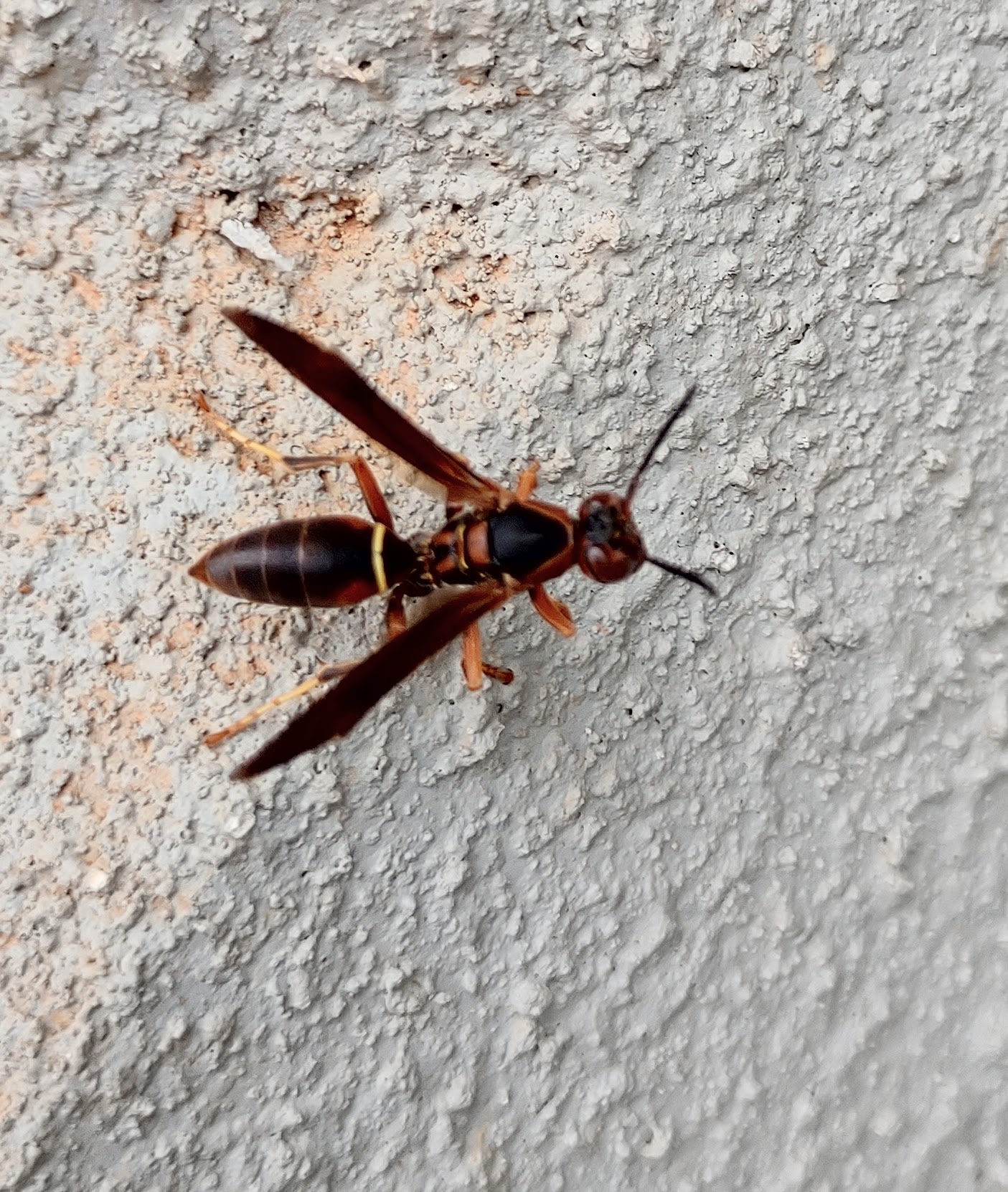 northern paper wasp