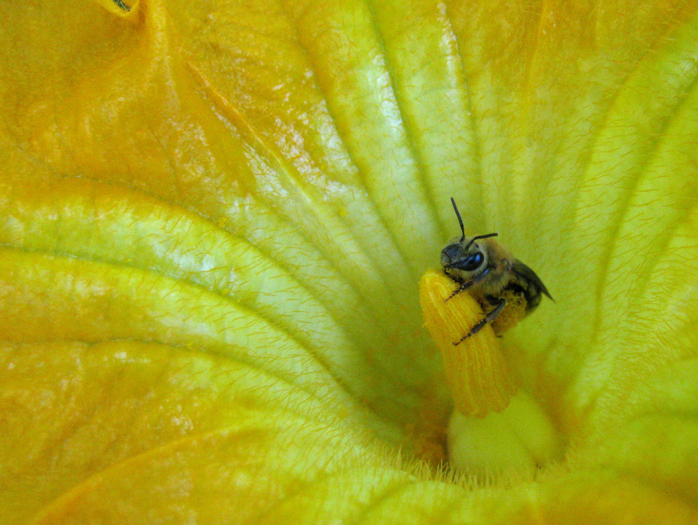 squash bee