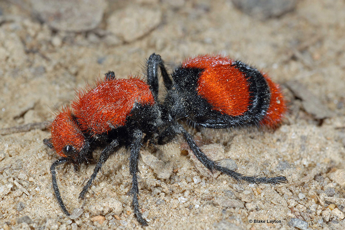 velvet ant